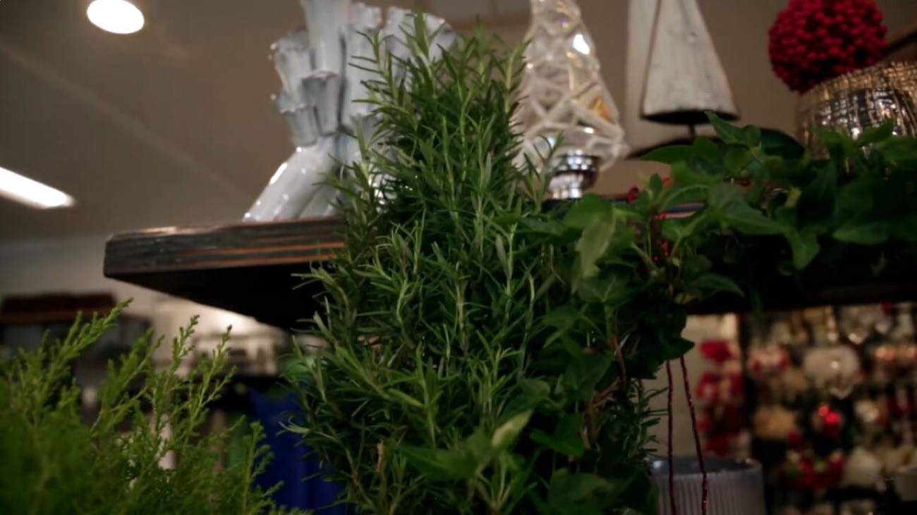 Easy Holiday Plant Gift Ideas for Christmas