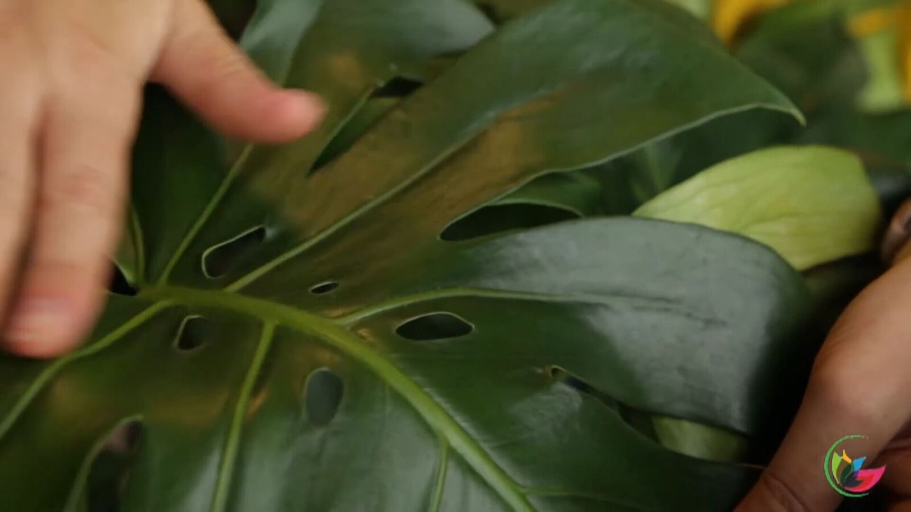 How to Display a Monstera Plant in Your Home